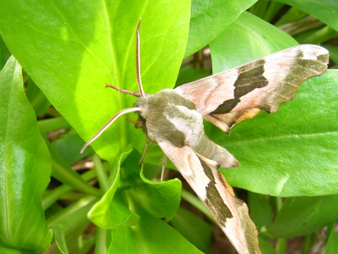 30 Days Wild - Day Two - Treasure a moth | Wildlife Trust for Beds